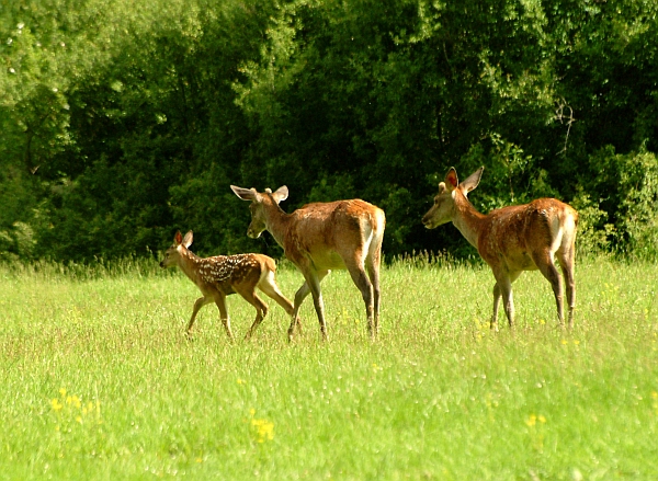 PASSIONE PER IL CERVO